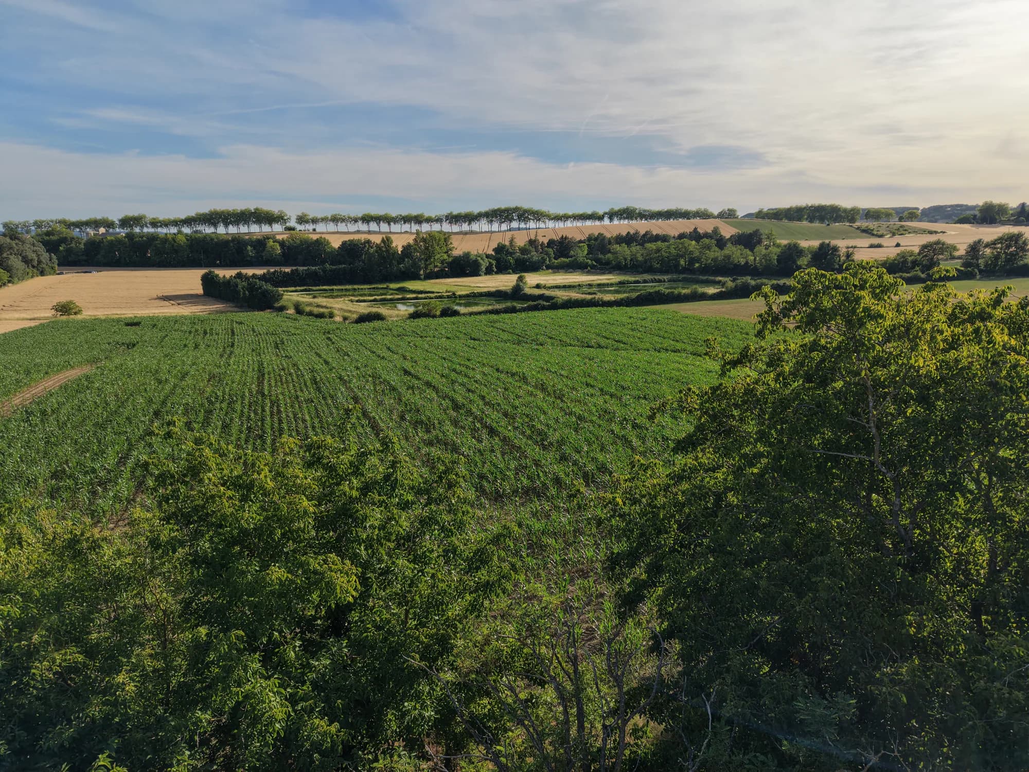 Les champs cultivés et le grand ciel de la campagne tarnaise
