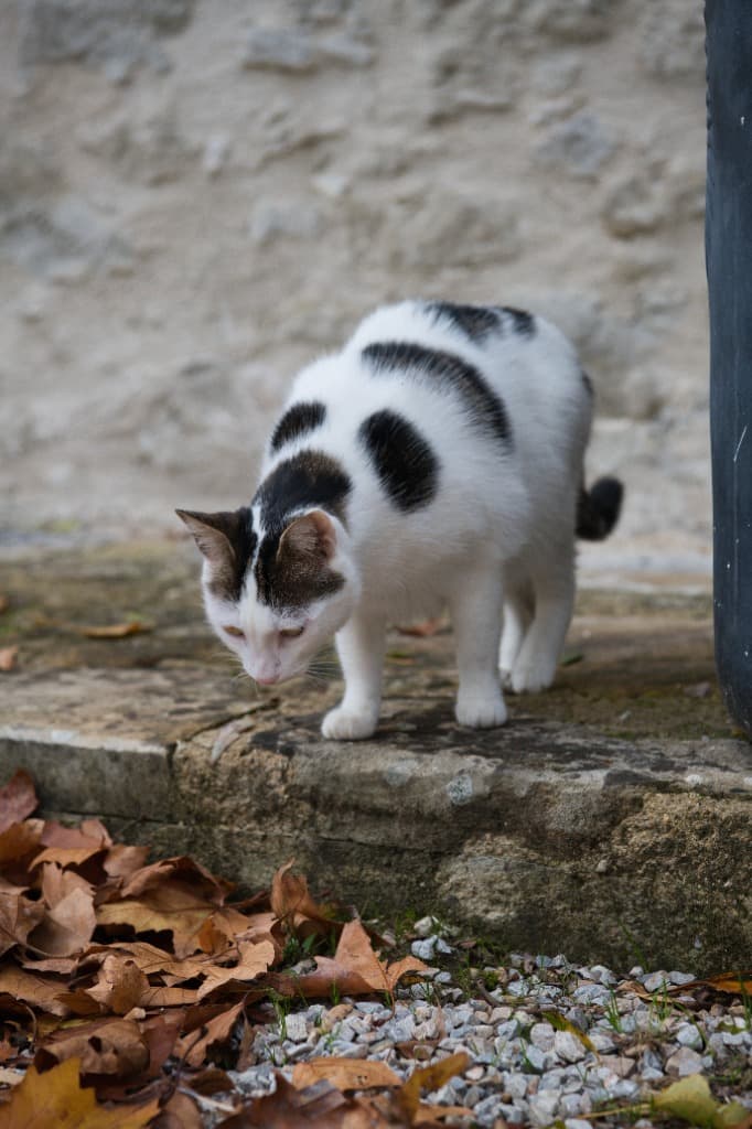 Le chat de la maison